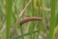 Sweet flag Acorus calamus, close-up of flower